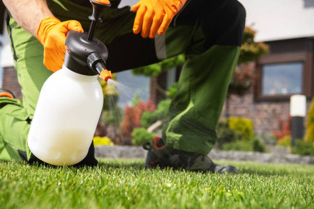 Wasp Removal Services in Princeton, TX